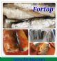 canned mackerel fish in tomato sauce